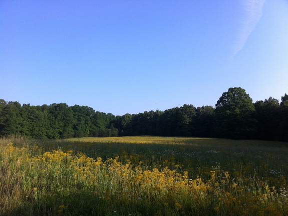 Field at sunrise, Big South Fork - 42